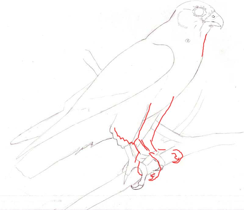 Disegnare gli uccelli - Prima lezione